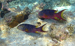 IMG_7462rc_Maldives_Madoogali_Croissant queue jaune ou loche cameleon - Variola louti